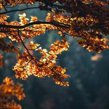  Goldener Oktober Fototour im Hochschwarzwald
