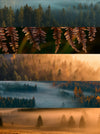 "Mystische Wälder" Fototour Hochschwarzwald 26.-28. September 2025