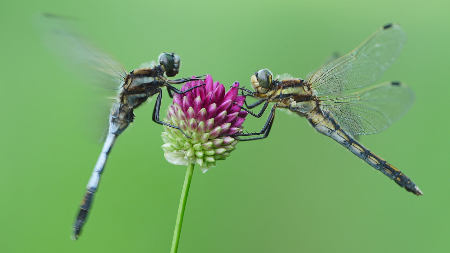 Sony SEL 70–200mm F4 G OSS II